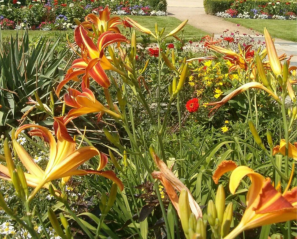 Sásliliom / Hemerocallis 'Frans Hals'