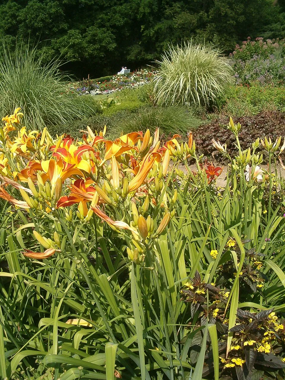 Sásliliom / Hemerocallis 'Frans Hals'