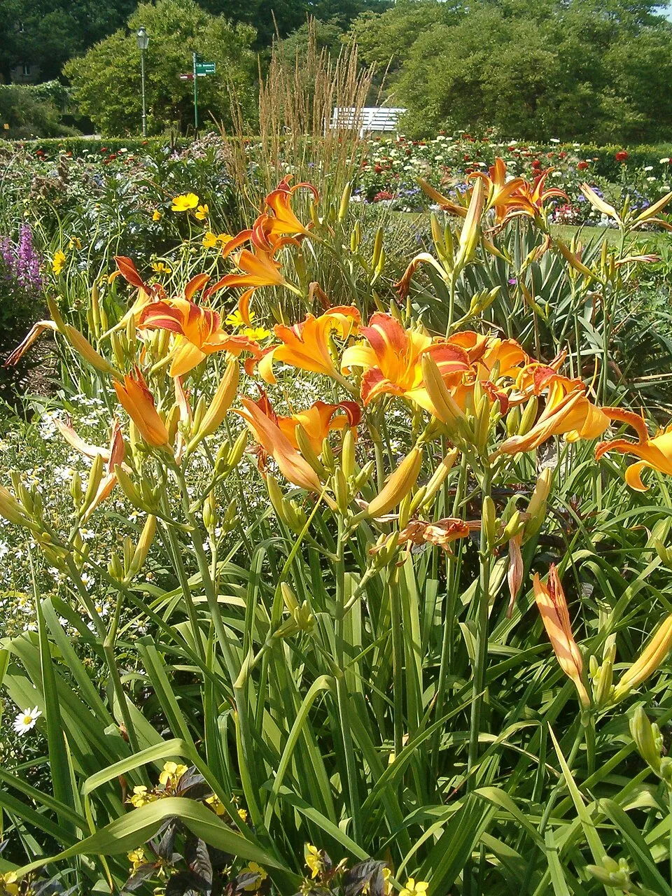Sásliliom / Hemerocallis 'Frans Hals'