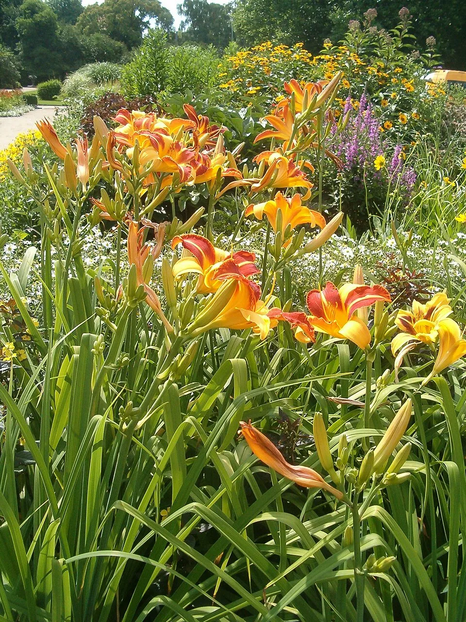 Sásliliom / Hemerocallis 'Frans Hals'