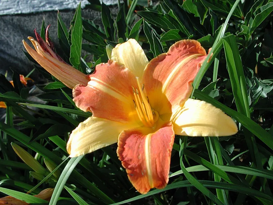 Sásliliom / Hemerocallis 'Frans Hals'