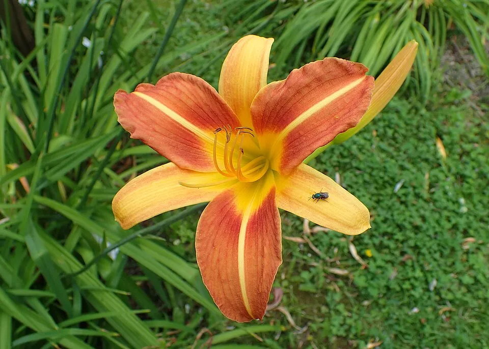 Sásliliom / Hemerocallis 'Frans Hals'
