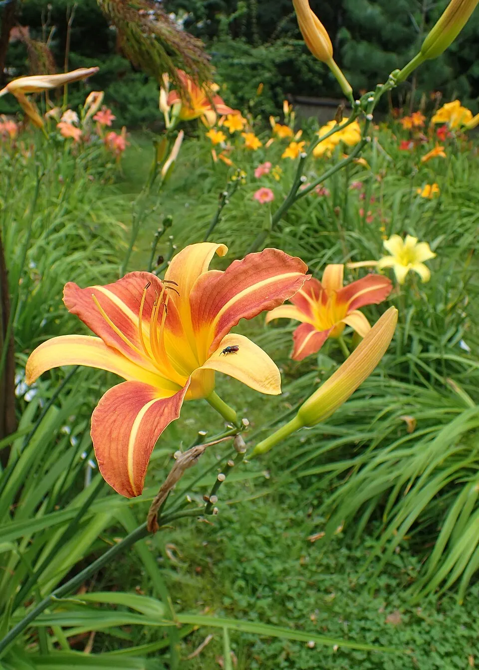 Sásliliom / Hemerocallis 'Frans Hals'