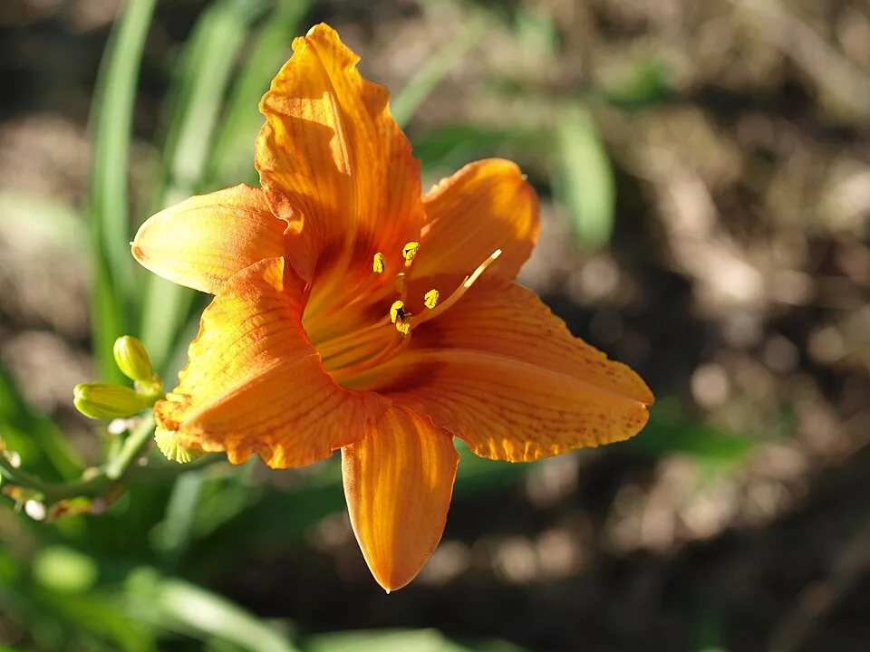 Sásliliom / Hemerocallis 'Holiday Delight'