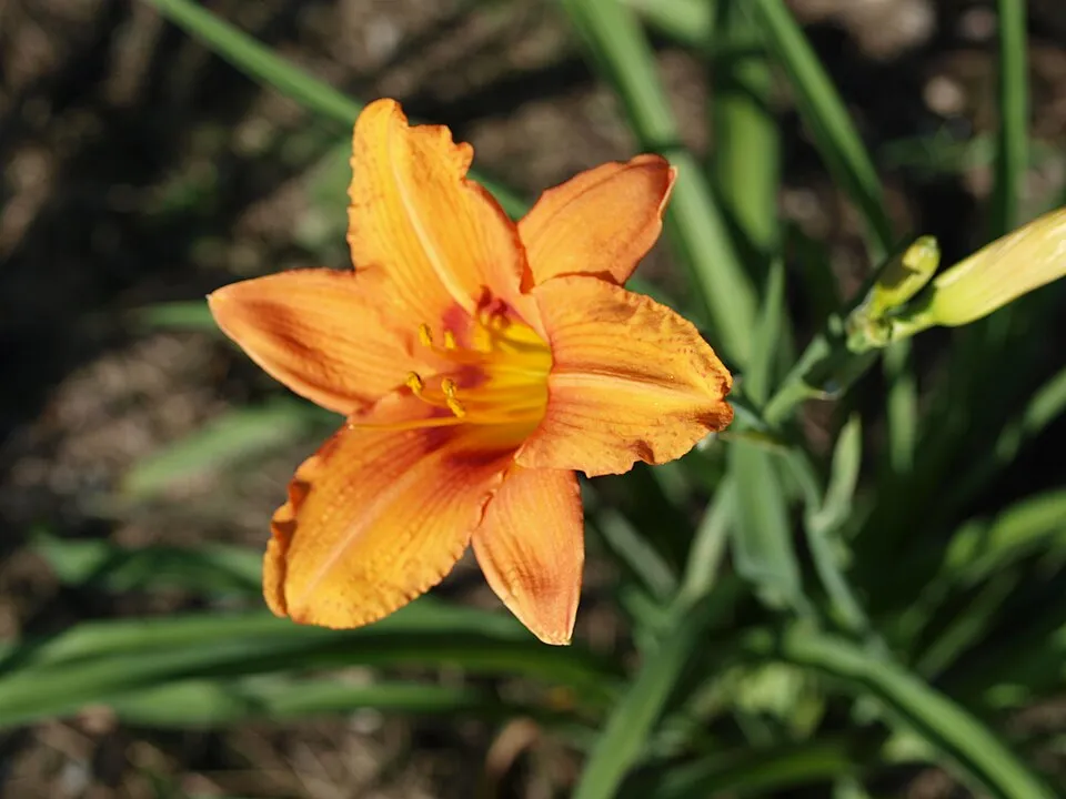 Sásliliom / Hemerocallis 'Holiday Delight'