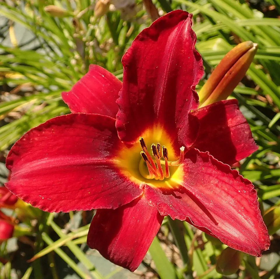Sásliliom / Hemerocallis 'Holiday Delight'