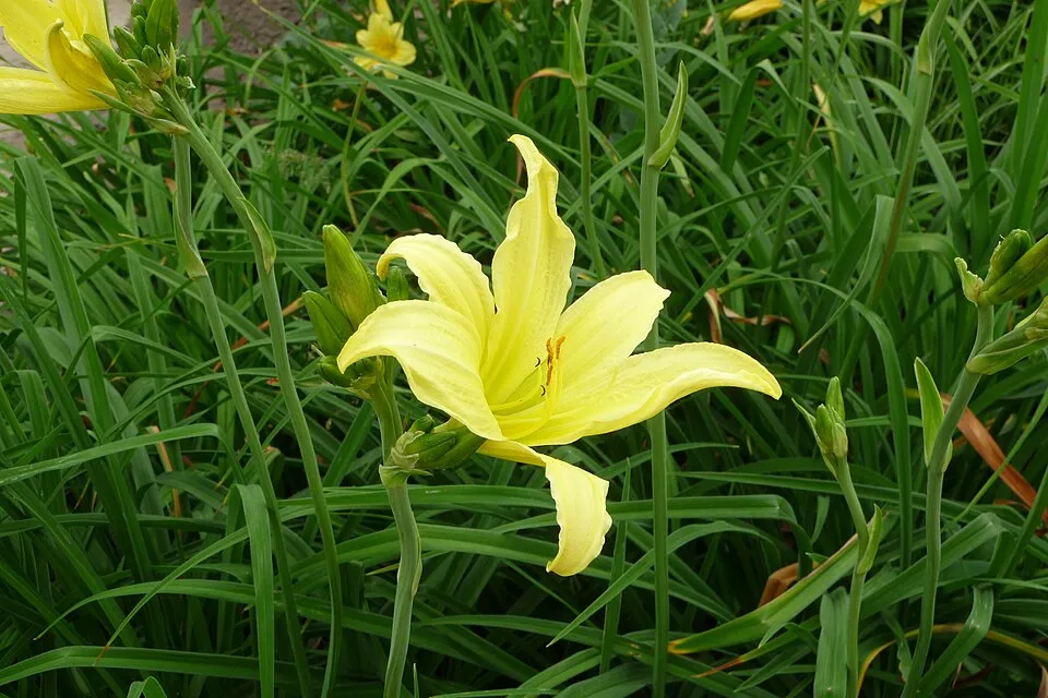 Sásliliom / Hemerocallis 'Hyperion'