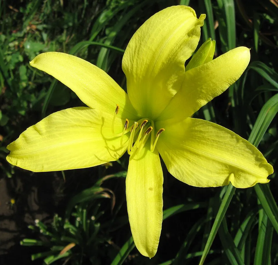 Sásliliom / Hemerocallis 'Hyperion'