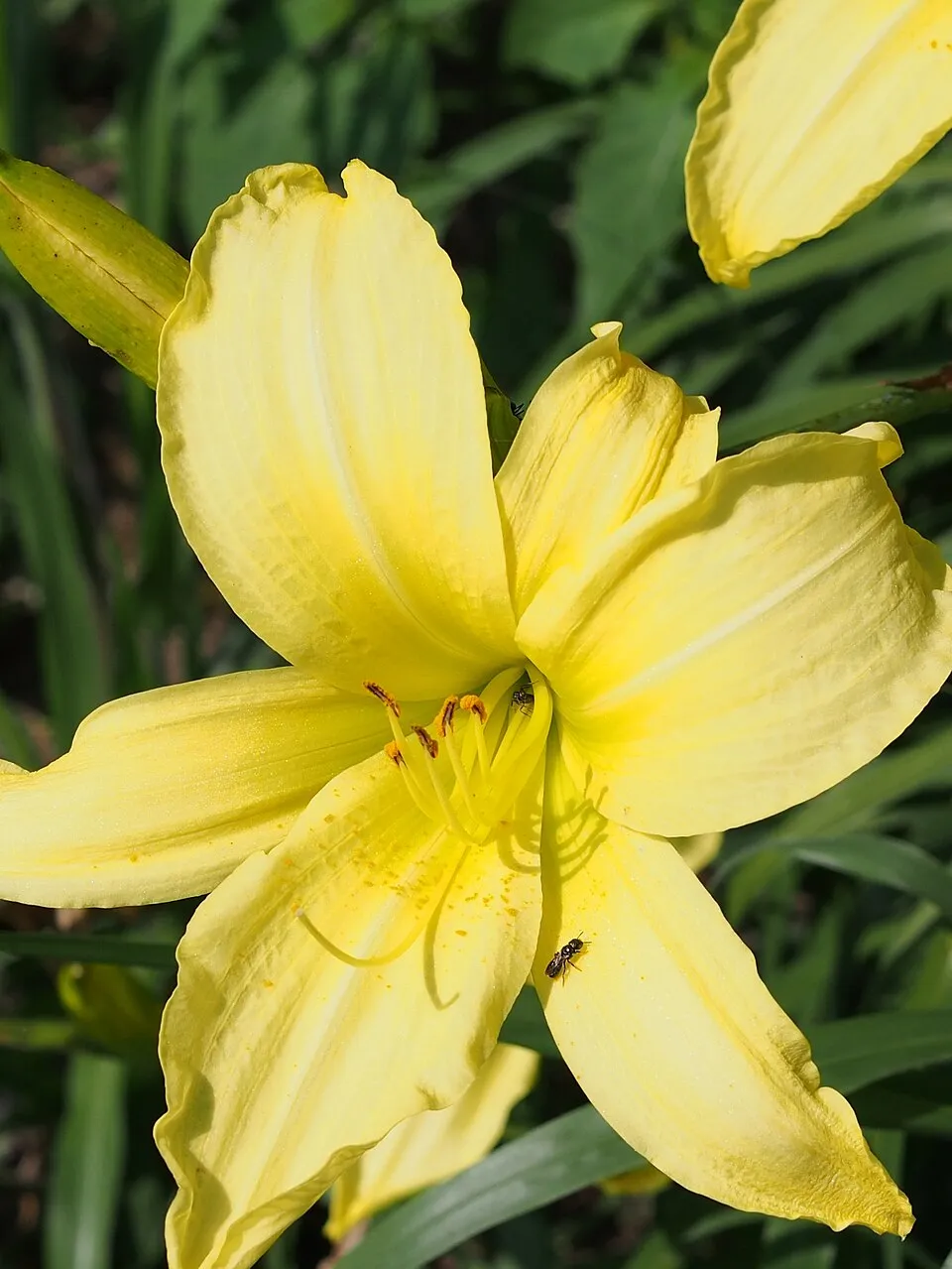 Sásliliom / Hemerocallis 'Hyperion'