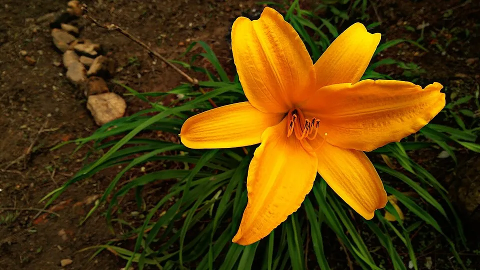 Sásliliom / Hemerocallis 'Indian Paintbrush'