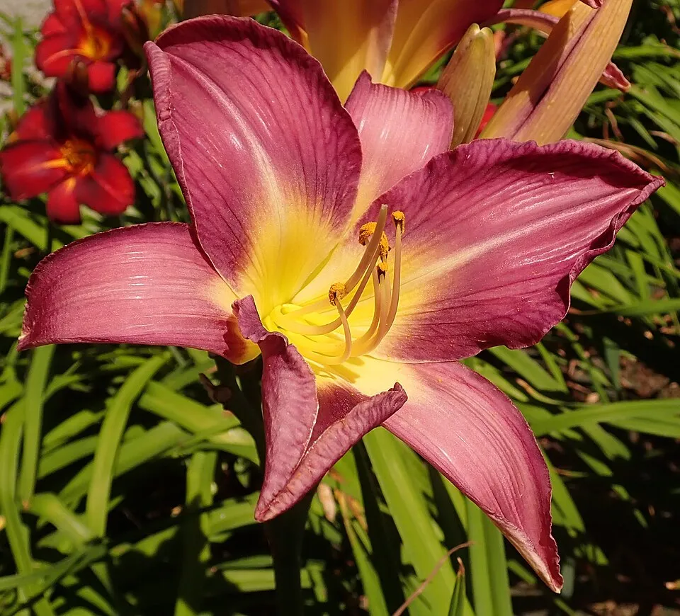 Sásliliom / Hemerocallis 'Lavender Deal'