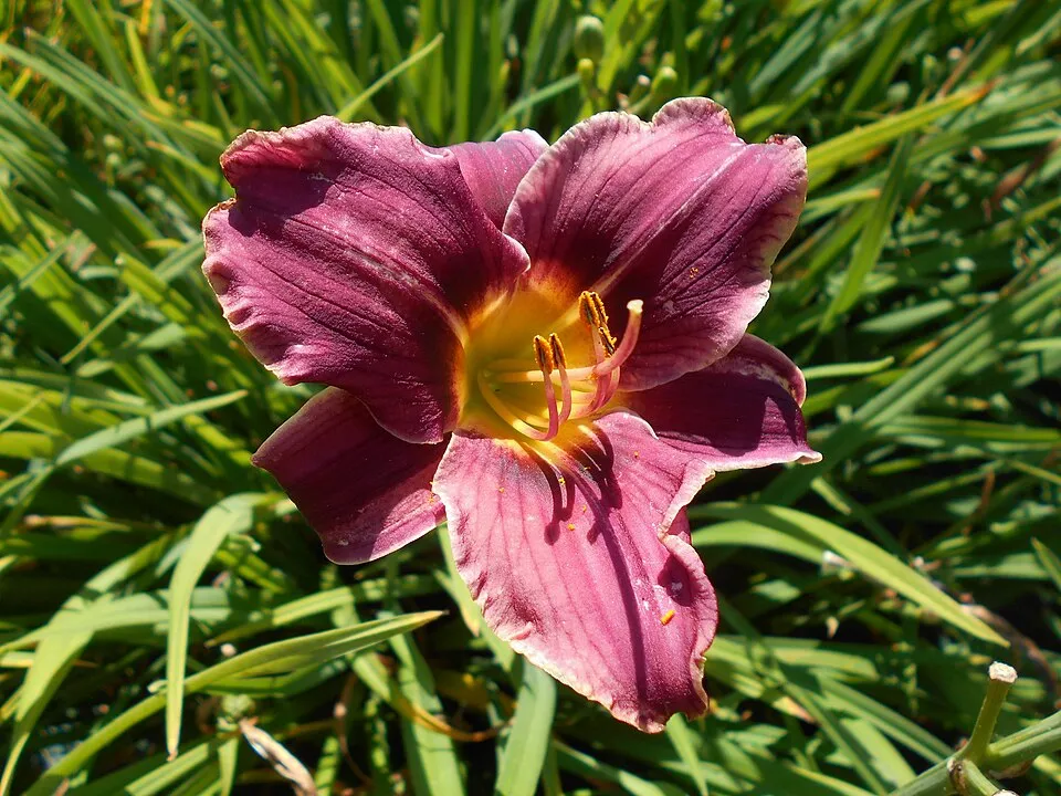 Sásliliom / Hemerocallis 'Little Anna Rosa'
