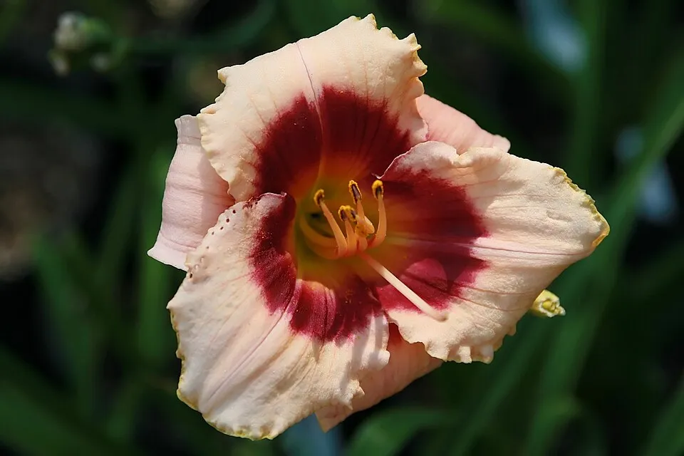 Sásliliom / Hemerocallis 'Little Anna Rosa'