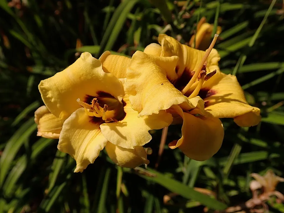 Sásliliom / Hemerocallis 'Little Anna Rosa'