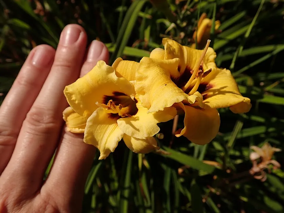 Sásliliom / Hemerocallis 'Little Anna Rosa'