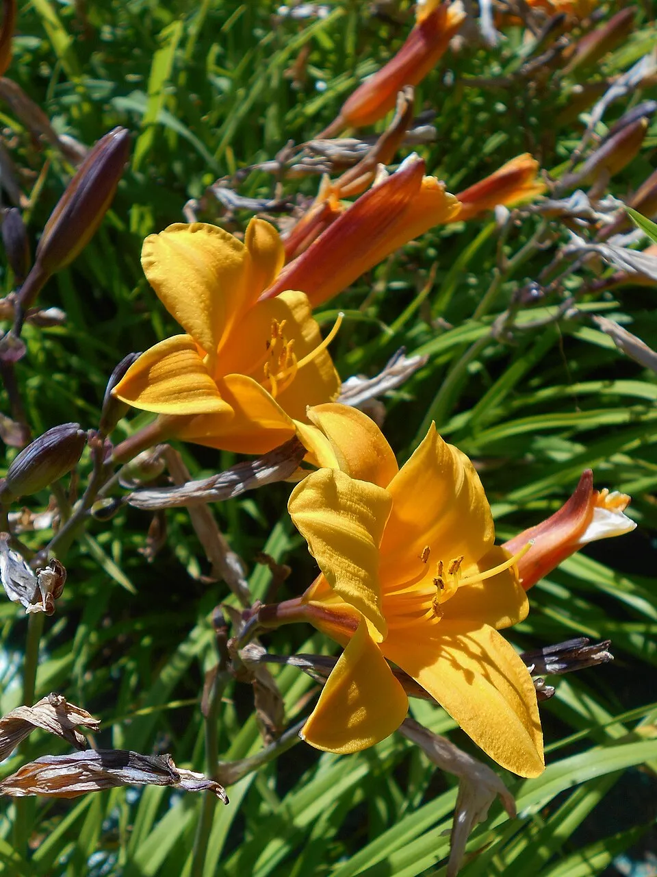 Sásliliom / Hemerocallis 'Little Anna Rosa'