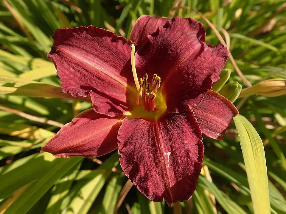 Sásliliom / Hemerocallis 'Little Bumble Bee'