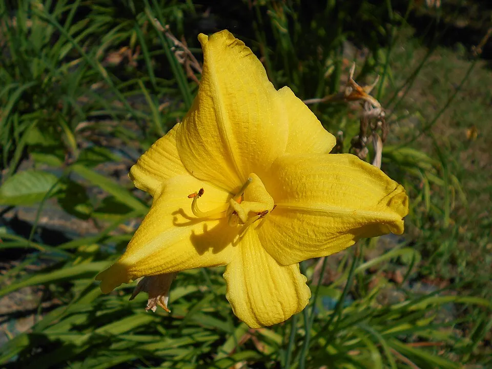 Sásliliom / Hemerocallis 'Little Bumble Bee'
