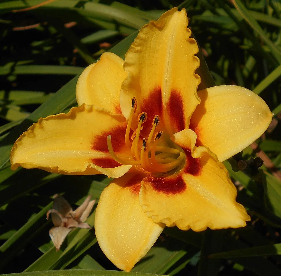 Sásliliom / Hemerocallis 'Little Cadet'