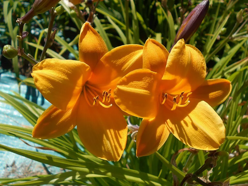 Sásliliom / Hemerocallis 'Little Gypsy Ruby'