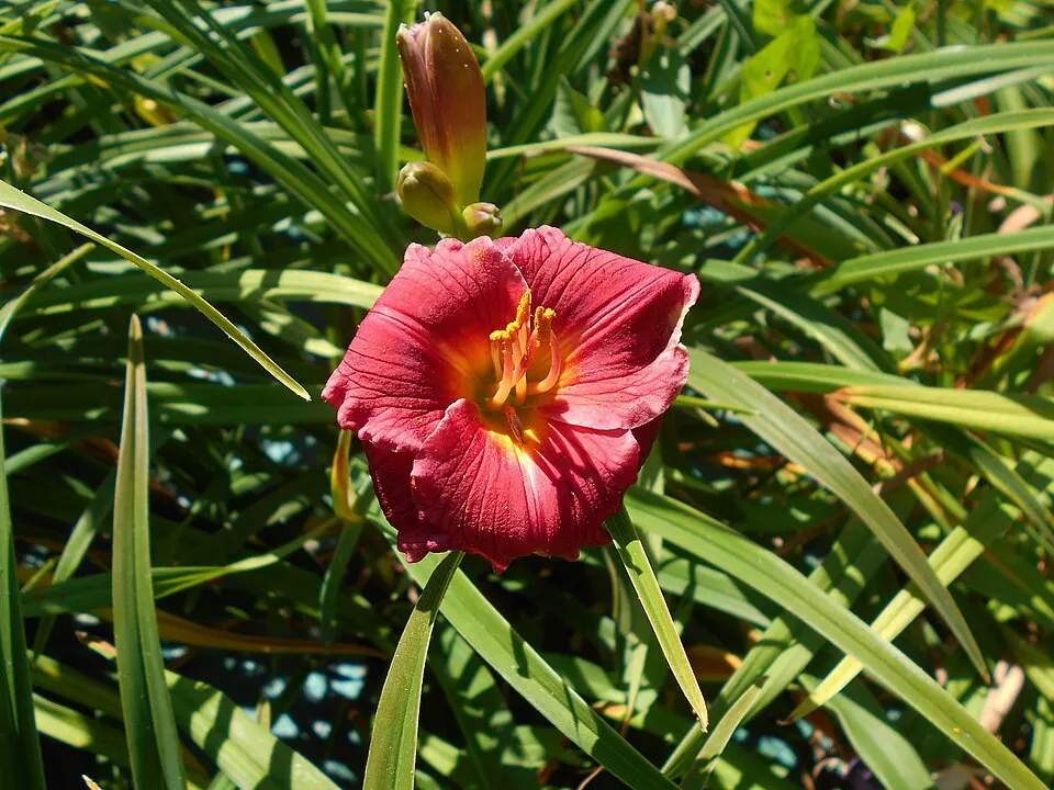 Sásliliom / Hemerocallis 'Little Gypsy Ruby'