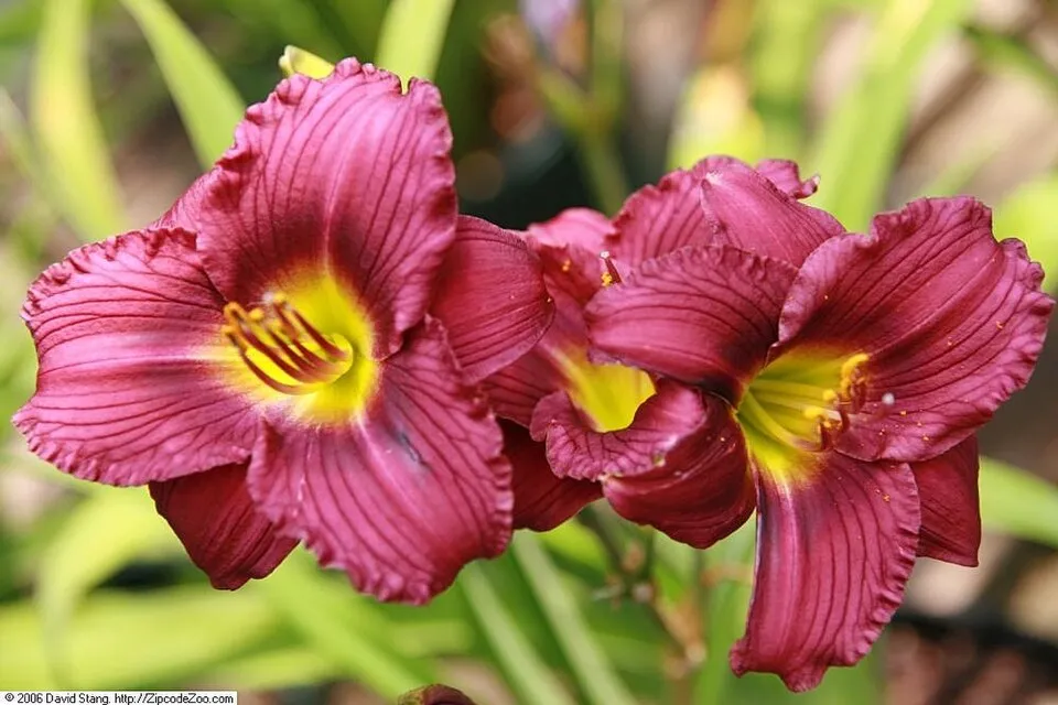 Sásliliom / Hemerocallis 'Little Gypsy Ruby'