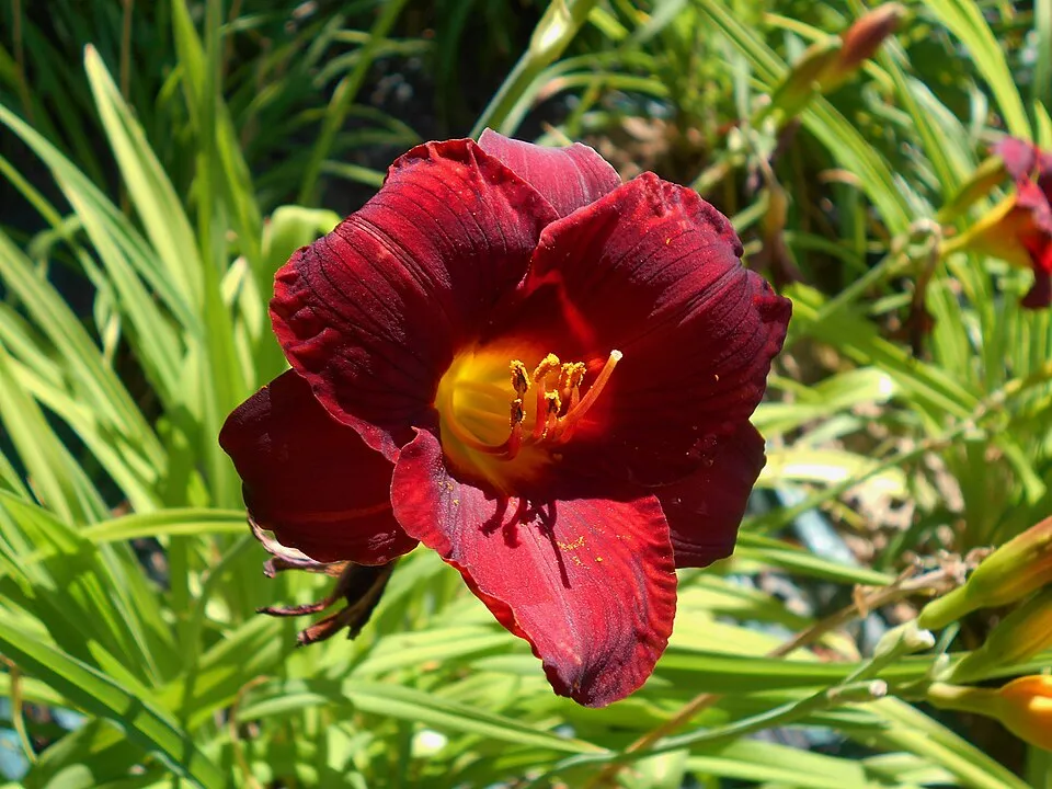 Sásliliom / Hemerocallis 'Little Gypsy Ruby'