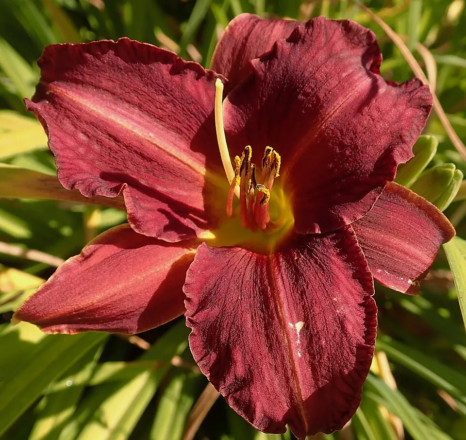 Sásliliom / Hemerocallis 'Little Wine Cup'