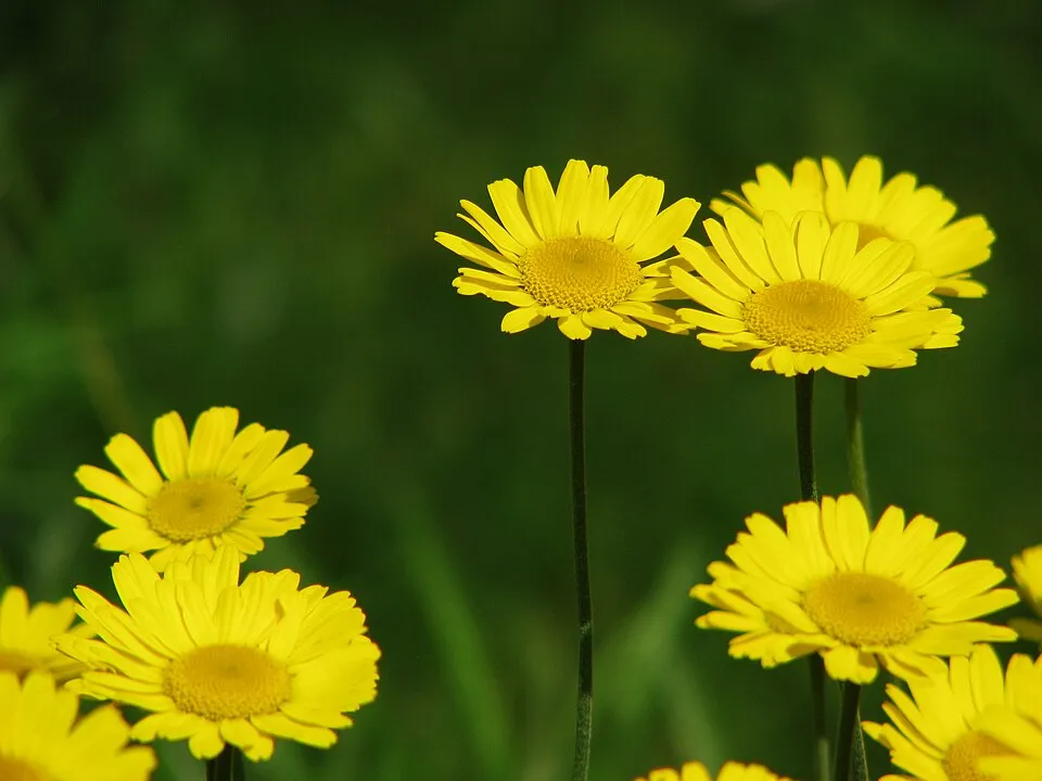 Festő pipitér / Anthemis tinctoria 'Susanne Mitchell'