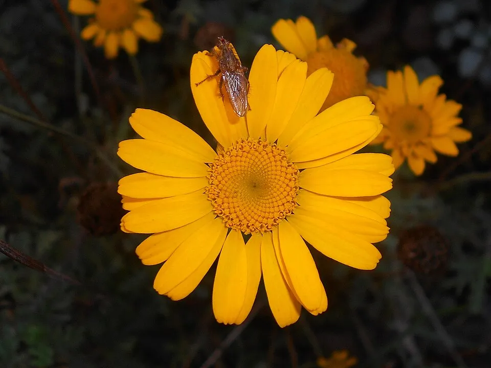 Festő pipitér / Anthemis tinctoria 'Susanne Mitchell'