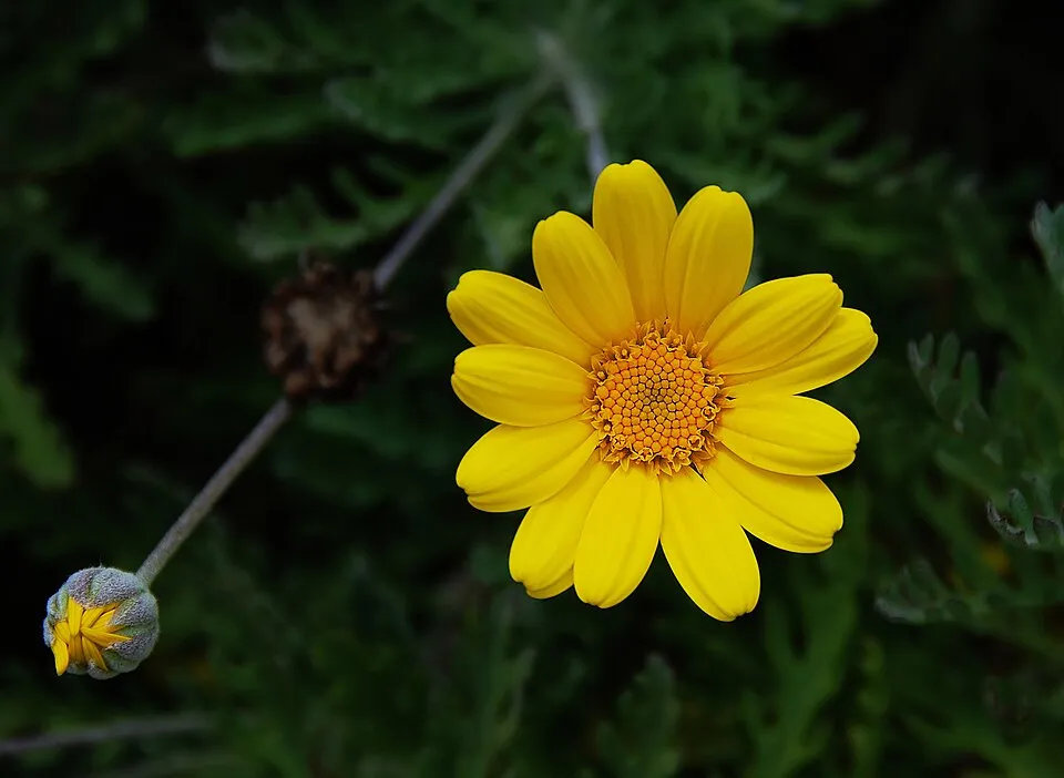 Festő pipitér / Anthemis tinctoria 'Susanne Mitchell'