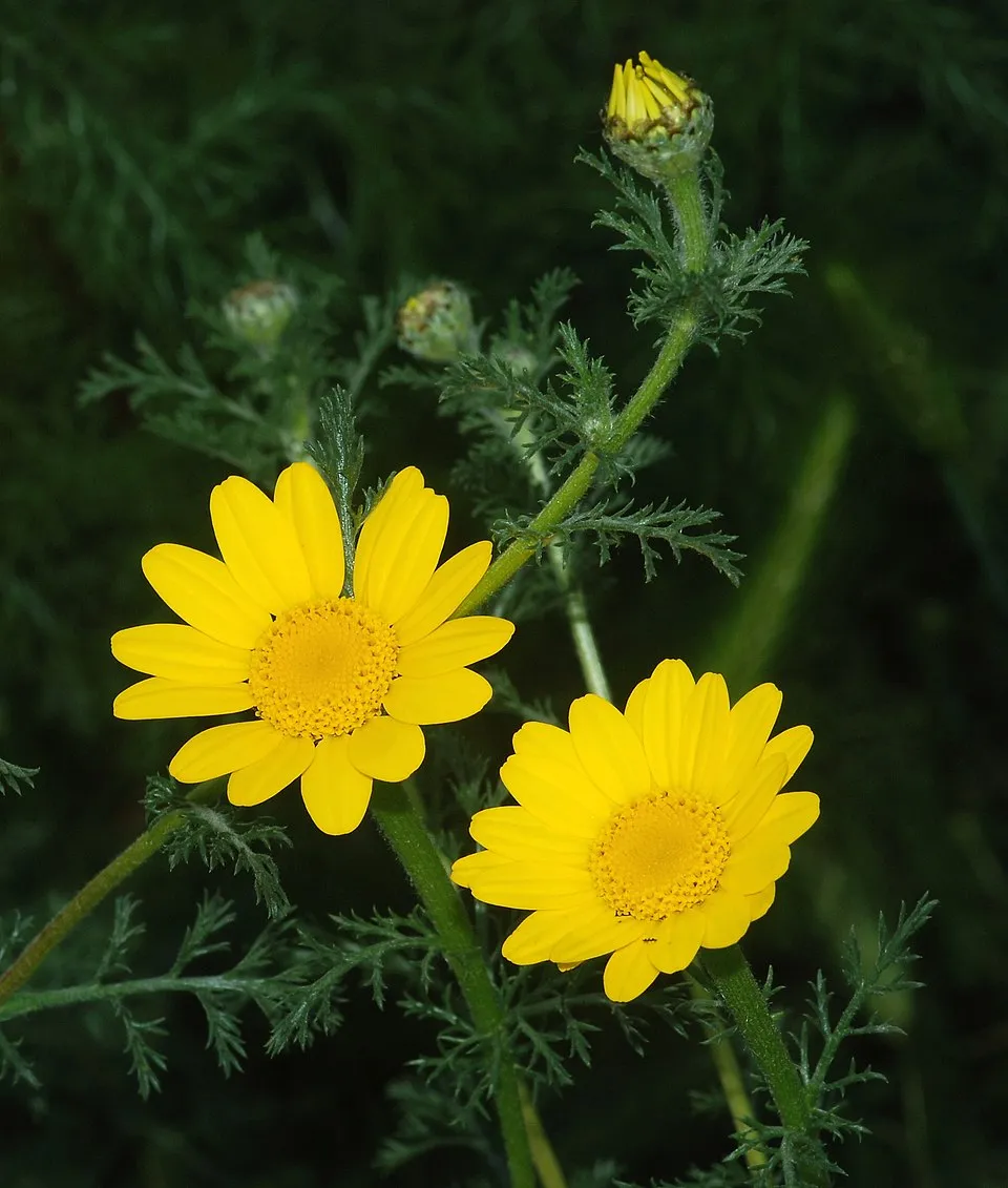 Festő pipitér / Anthemis tinctoria 'Susanne Mitchell'