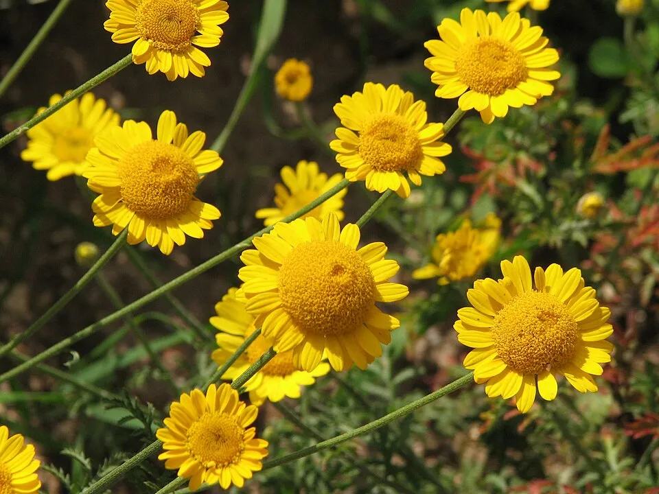 Festő pipitér / Anthemis tinctoria 'Susanne Mitchell'