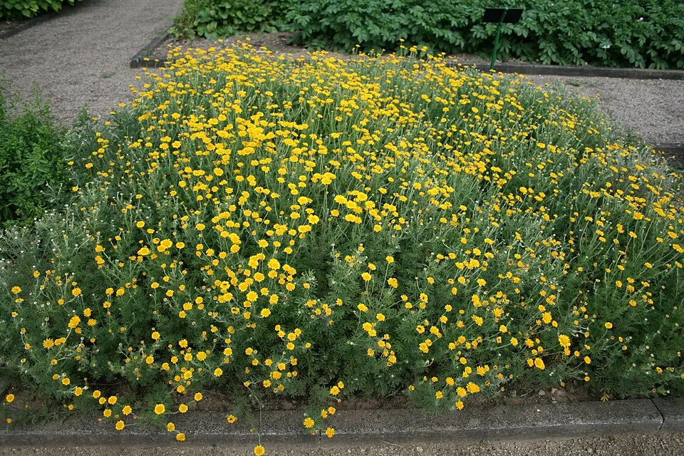 Festő pipitér / Anthemis tinctoria 'Susanne Mitchell'