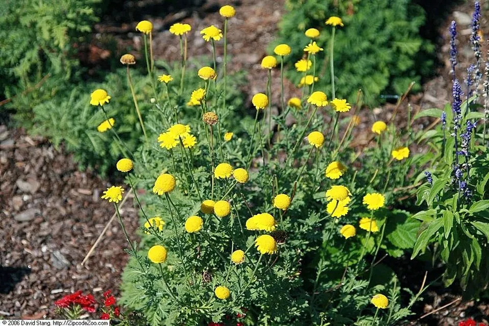Festő pipitér / Anthemis tinctoria 'Susanne Mitchell'