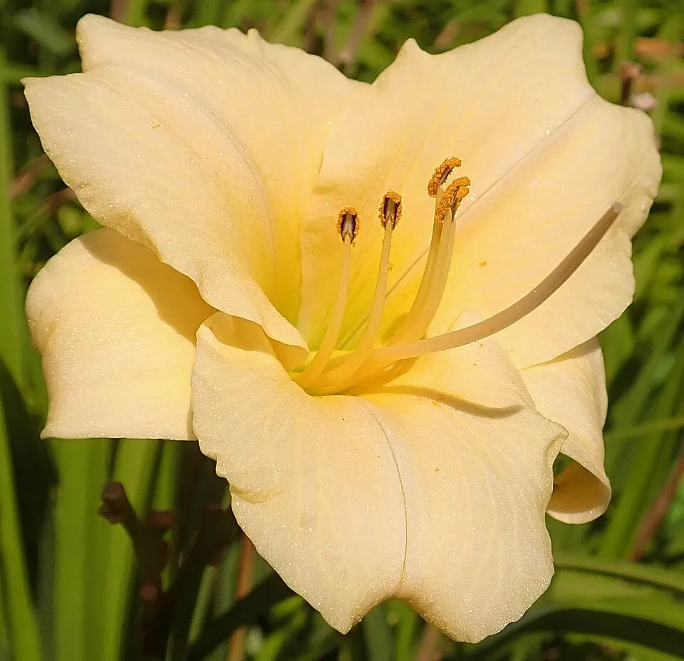 Sásliliom / Hemerocallis 'Longfields Pearl'