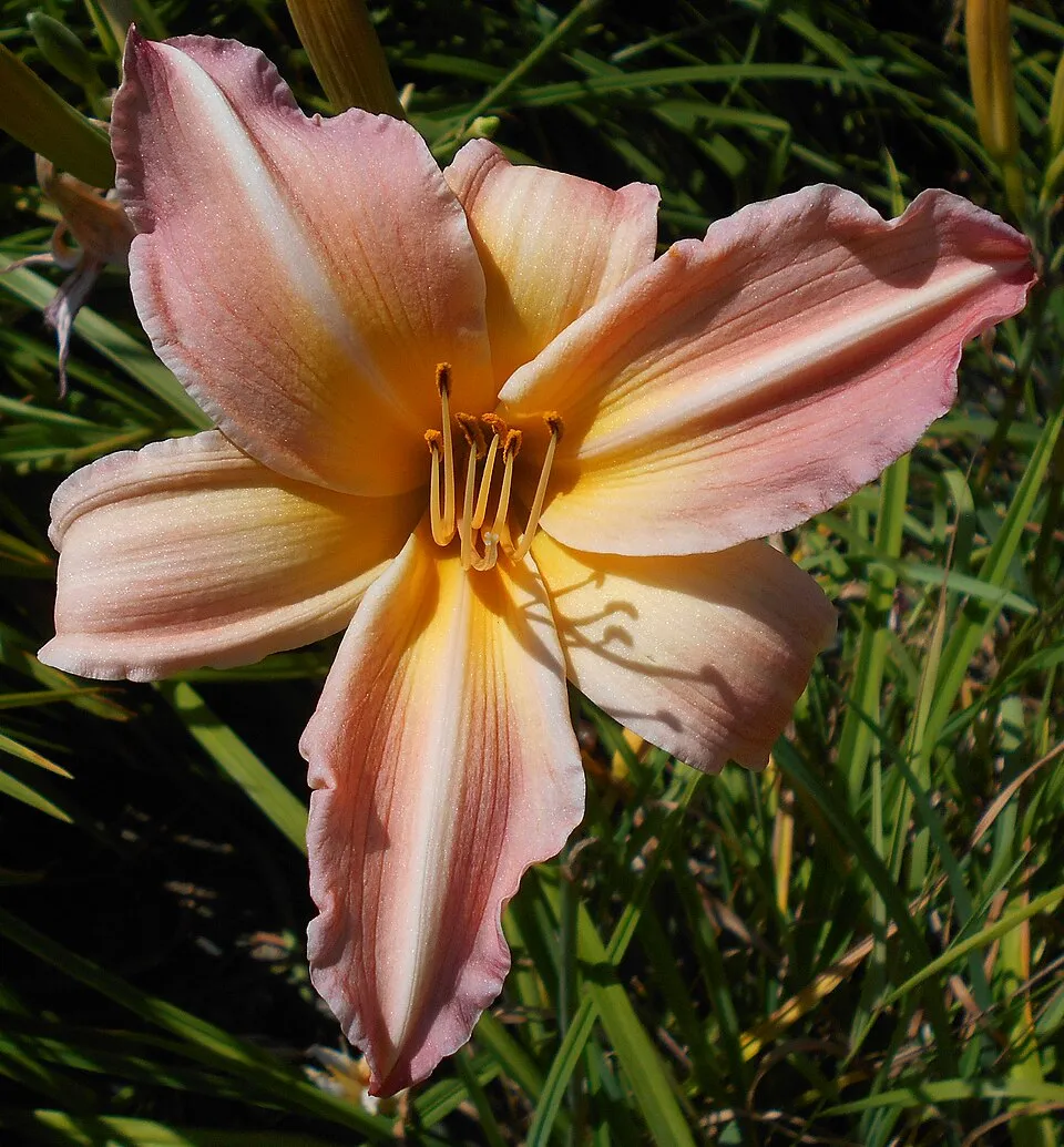 Sásliliom / Hemerocallis 'Love That Pink'