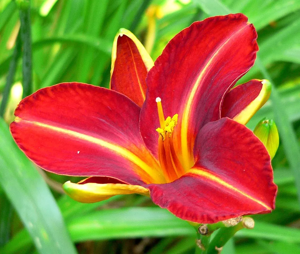 Sásliliom / Hemerocallis 'Lusty Lealand'