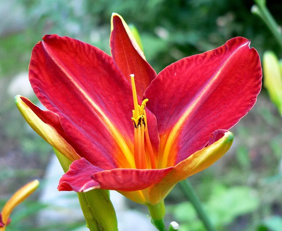 Sásliliom / Hemerocallis 'Lusty Lealand'