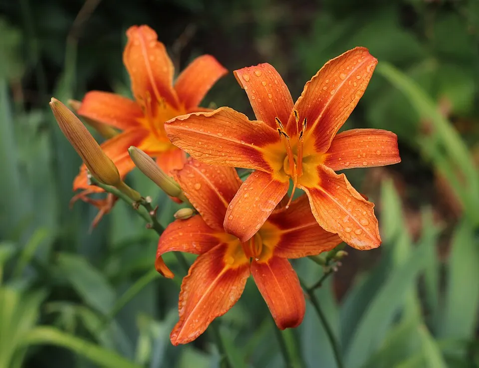 Sásliliom / Hemerocallis 'Madeline Nettles Eyes'