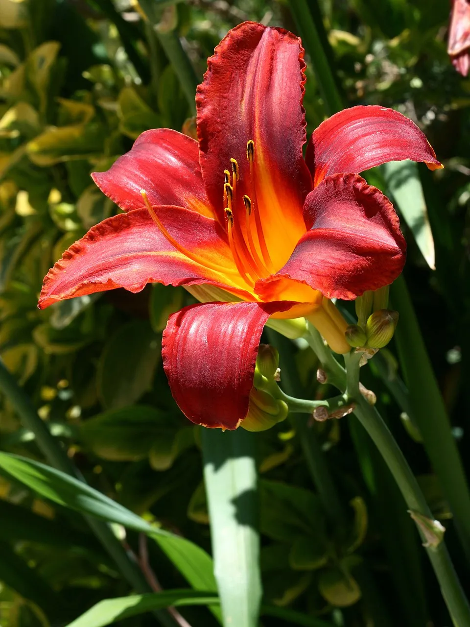 Sásliliom / Hemerocallis 'Mallard'