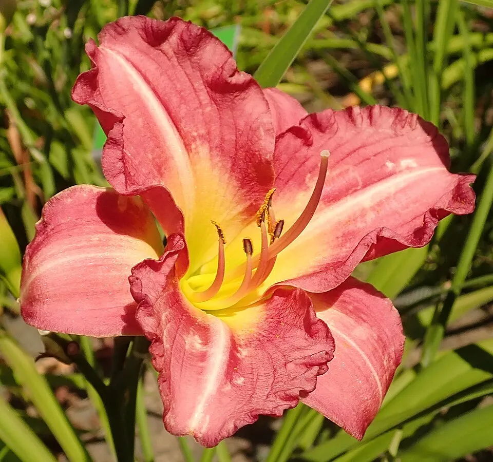 Sásliliom / Hemerocallis 'Matrousjka'