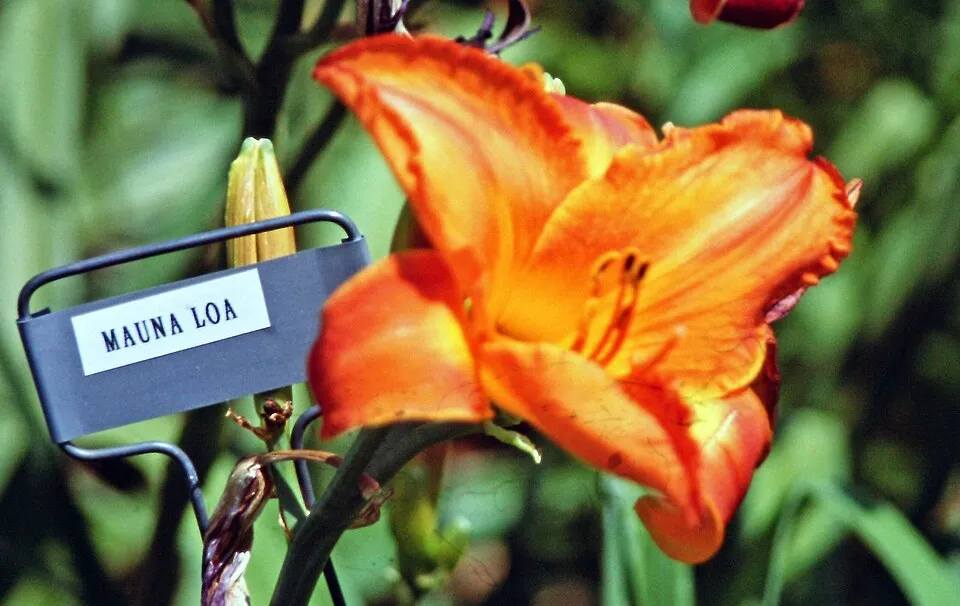 Sásliliom / Hemerocallis 'Mauna Loa'