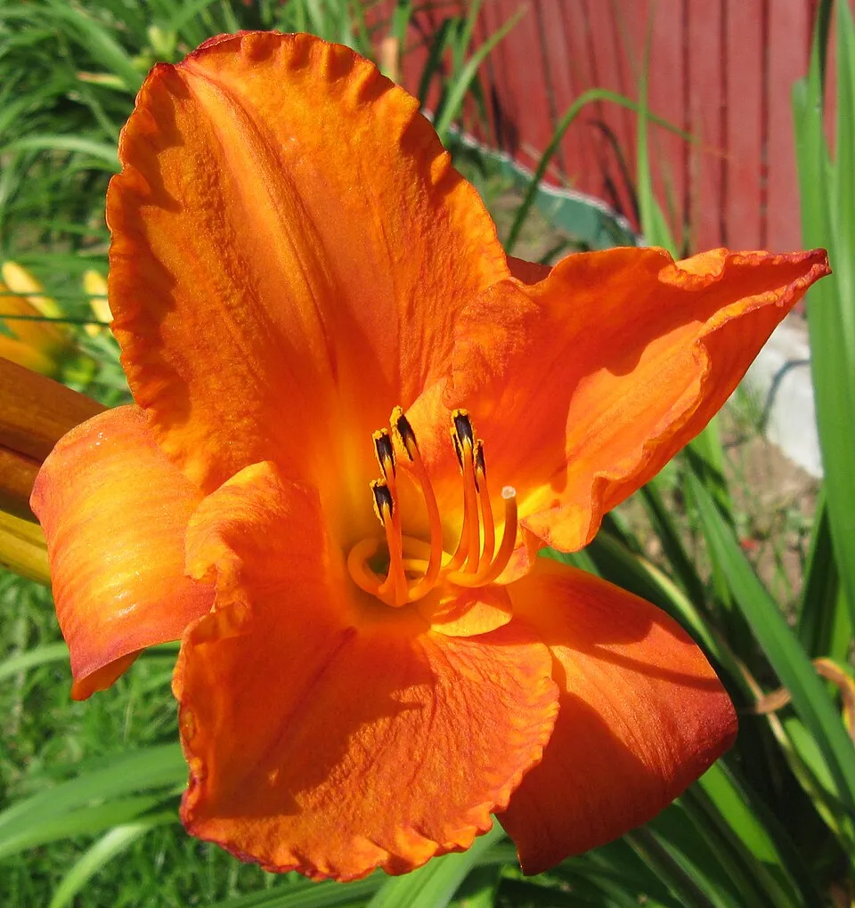 Sásliliom / Hemerocallis 'Mauna Loa'