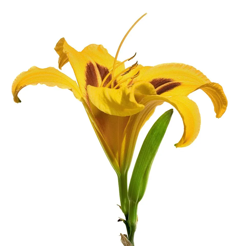 Sásliliom / Hemerocallis 'Mikado'
