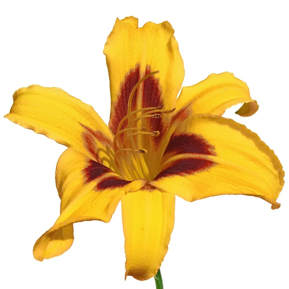 Sásliliom / Hemerocallis 'Mikado'
