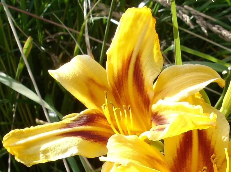 Sásliliom / Hemerocallis 'Mikado'
