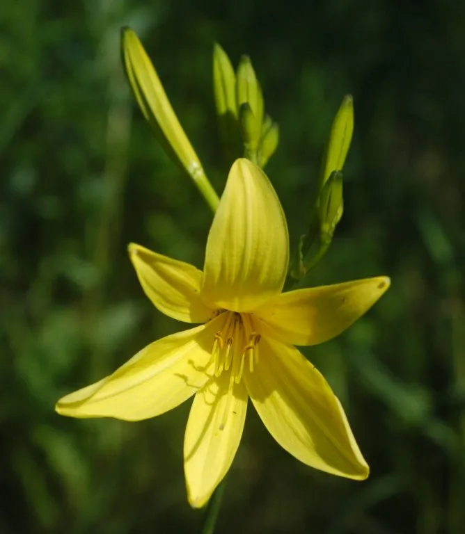 Sásliliom / Hemerocallis 'Minstrel Boy'