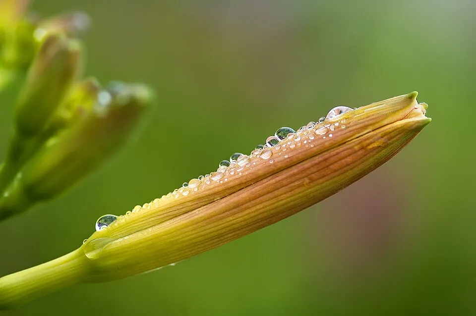 Sásliliom / Hemerocallis 'Minstrel Boy'