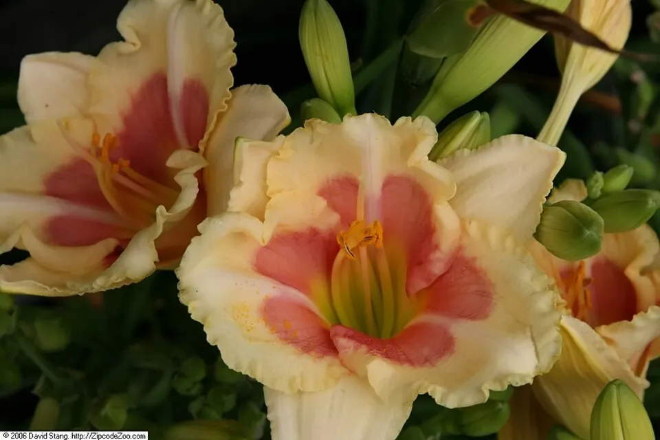 Sásliliom / Hemerocallis 'My Reggae Tiger'